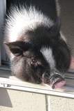 Bellevue approves potbellied pigs as house pets